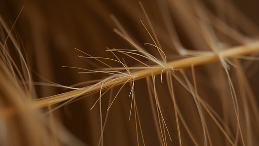 Close detalhado de um fio de cabelo com pontas duplas, evidenciando os danos na fibra capilar